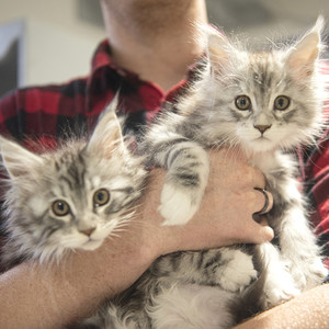 Pierre a biberonné un chaton dont la mère ne donnait pas assez de lait.