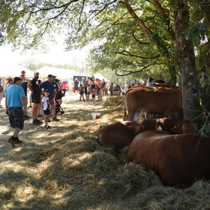 Vente bouchère Limousine