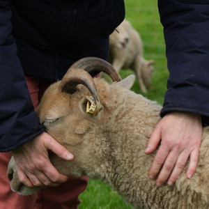 Sandrine Durgeau et un mouton. Sandrine Durgeau et un mouton.