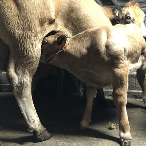 Vache qui reste avec son veau en case pendant une semaine pour gagner des anticorps.