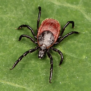 Les tiques des Pyrénées est particulièrement scrutée. Les tiques des Pyrénées est particulièrement scrutée.