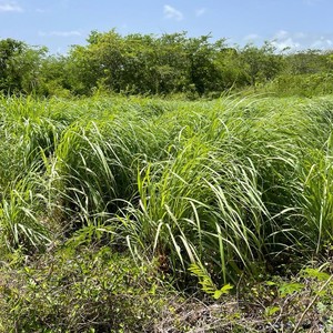 Plantation de citronnelle 