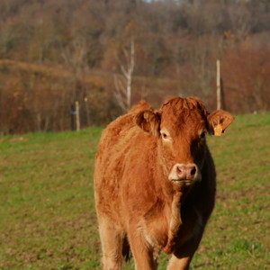 Vache limousine Vache limousine