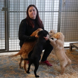 Les chiots entourent Mélanie. Les chiots entourent Mélanie.