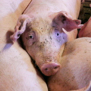 Porc Porc
