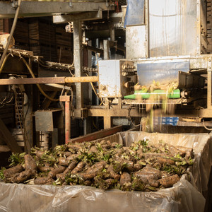 Racines d’endives débarrassées des traces de terre prêtes à être stockées dans des palox en bois. Ensemble de palox stockés avant d’être placés dans les chambres froides. Machine endive