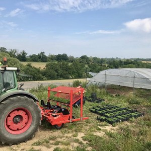 Plantules, sous-serres. Plantules, sous-serres.