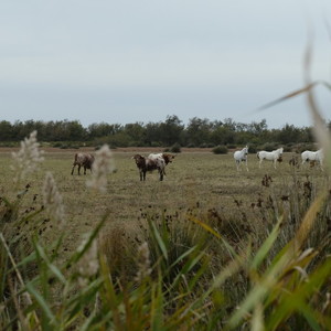 Taureaux et chevaux sauvages. Taureaux et chevaux sauvages.