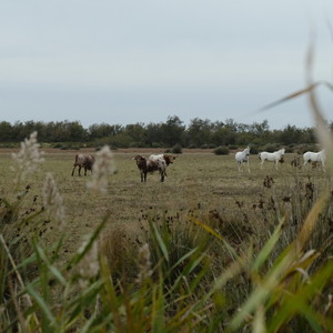 Taureaux et chevaux sauvages. 