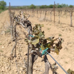 Vignes brûlées