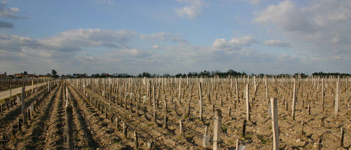 « La viticulture, une filière d’avenir : l’urgence de l’union ».