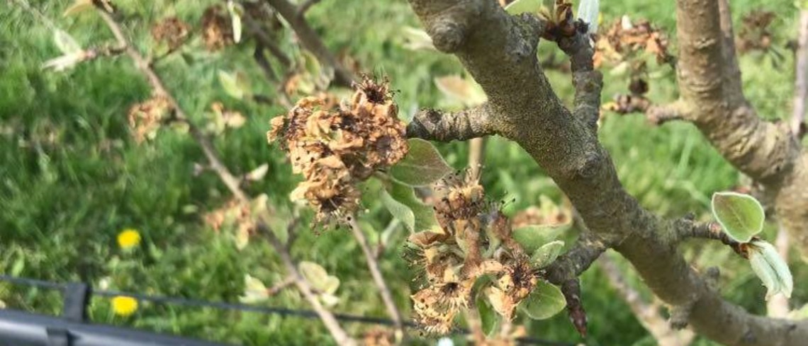 Fleurs de pommier brûlées