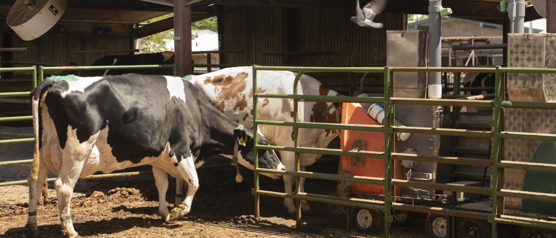 L'appareil échantillonne l'haleine de la vache à la mangeoire vaches et algues