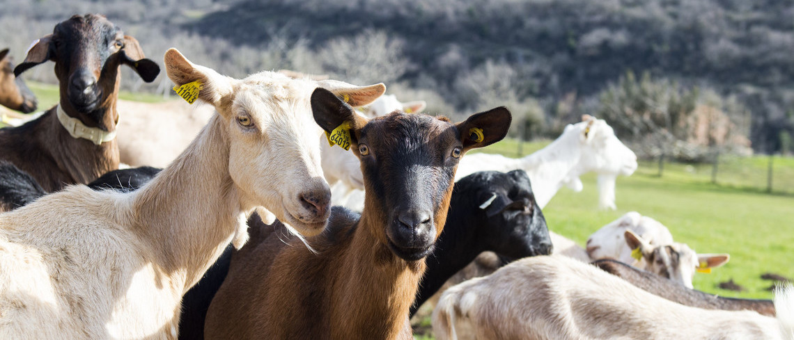 La demande en produits issus du lait de chèvre est en augmentation. Plusieurs chèvres en extérieur.