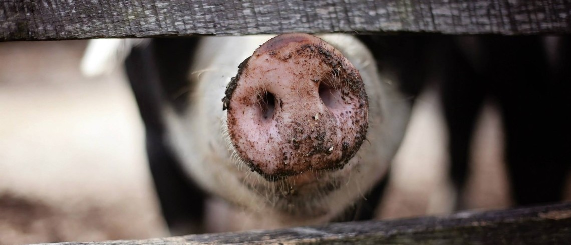 La peste porcine africaine déséquilibre l’Europe La peste porcine africaine sur le point de déséquilibrer l’Europe