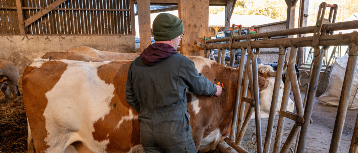 France : première détection du virus Shamonda chez un humain