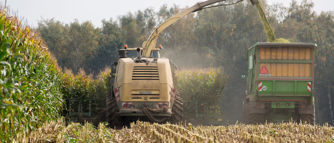 Ensilage maïs.