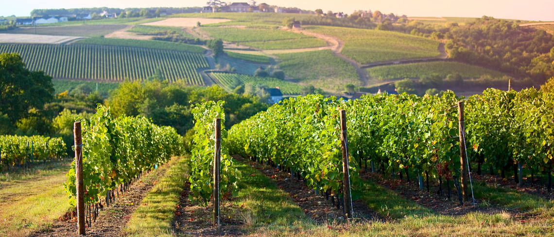Panorama dans les vignes en France.
