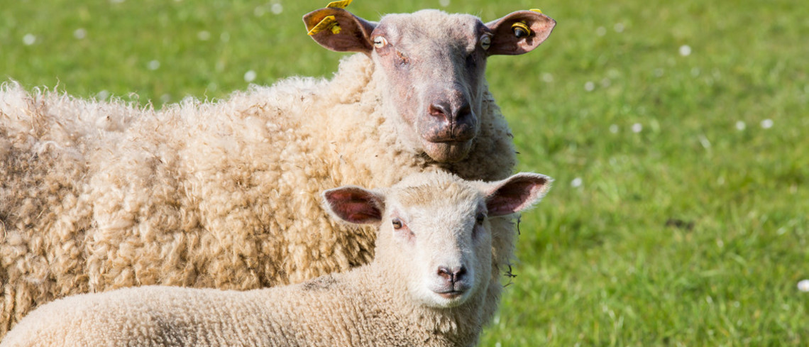 La profession agricole monte au créneau pour alerter les pouvoirs publics. La profession agricole monte au créneau pour alerter les pouvoirs publics.