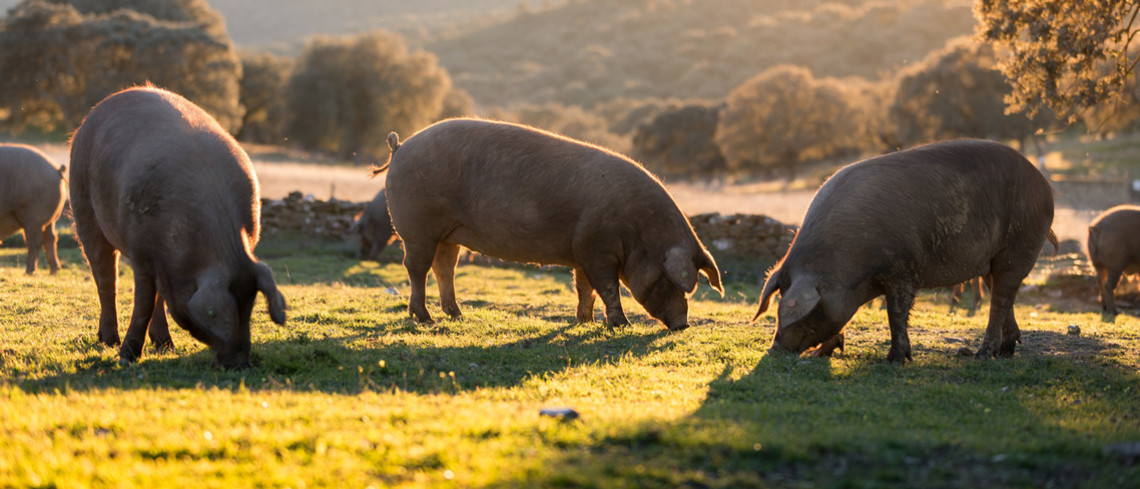 Référent bien-être animal dans chaque élevage : surtout un moyen de rassurer les consommateurs ? Référent bien-être animal dans chaque élevage : surtout un moyen de rassurer les consommateurs ?