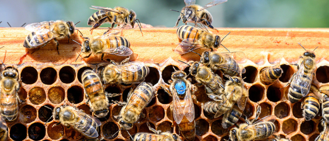Des abeilles butinant autour d'une ruche en pleine saison de floraison. Des abeilles butinant autour d'une ruche en pleine saison de floraison.
