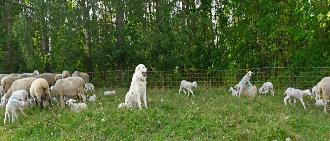 Lancement de l'appel à projets 2026 du dispositif d'aide à la protection des troupeaux contre la prédation.