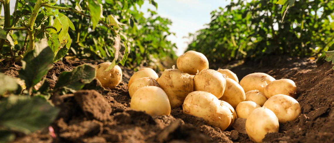 Tas de pommes de terre mûres au sol dans un champ. 