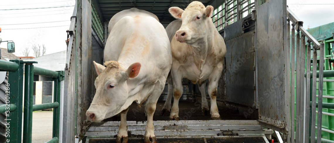 DNC : l’Espagne et le Kosovo rouvrent la porte aux bovins vaccinés