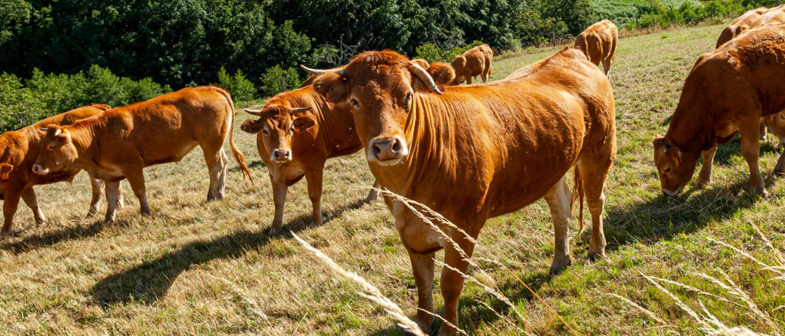 Dermatose: "Pour sauver toute la filière, l'abattage est la seule solution", dit la ministre de l'Agriculture.
