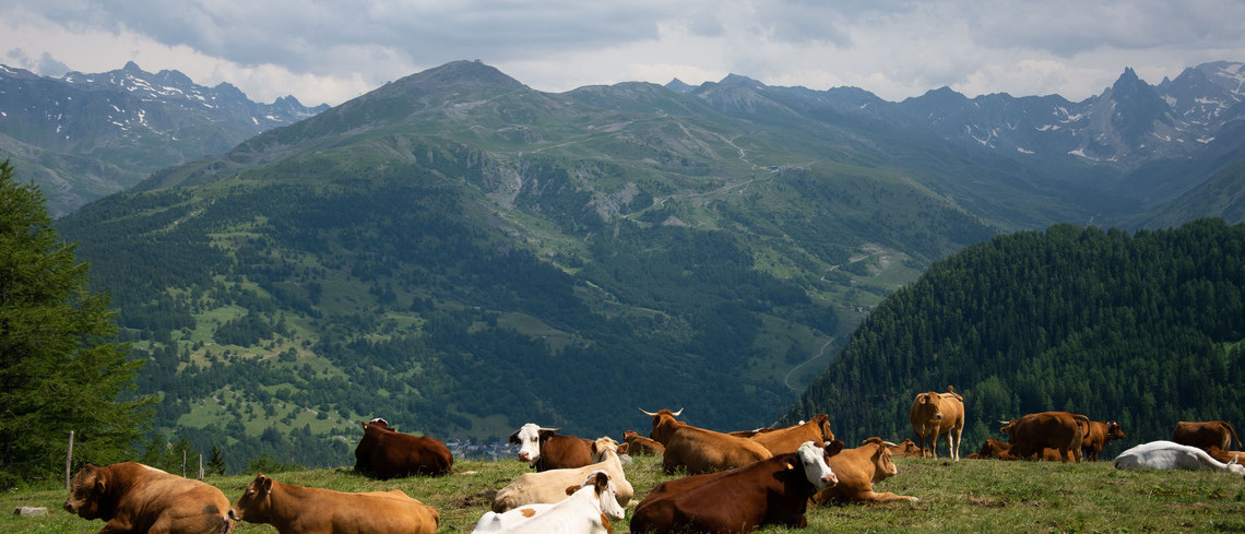 Le nouveau virus récemment détecté sur des vaches laitières malades en Suisse est également présent dans l’est de la France et en Allemagne.