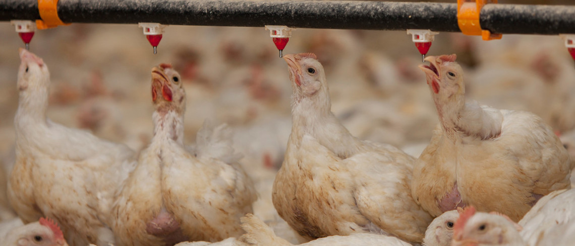 Des poules buvant de l’eau dans un enclos à poulets.
