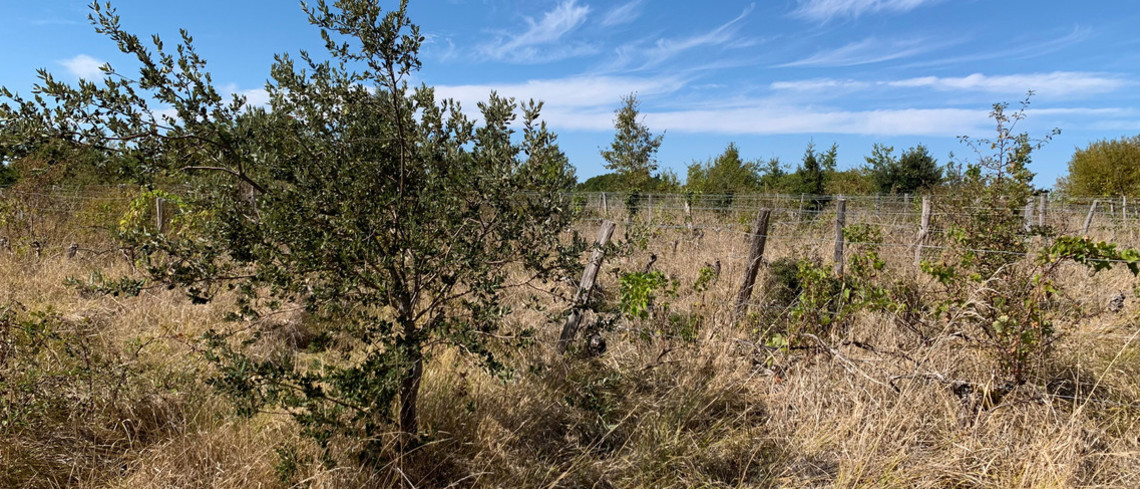 Parcelle de vigne non arrachée. Parcelle de vigne non arrachée.