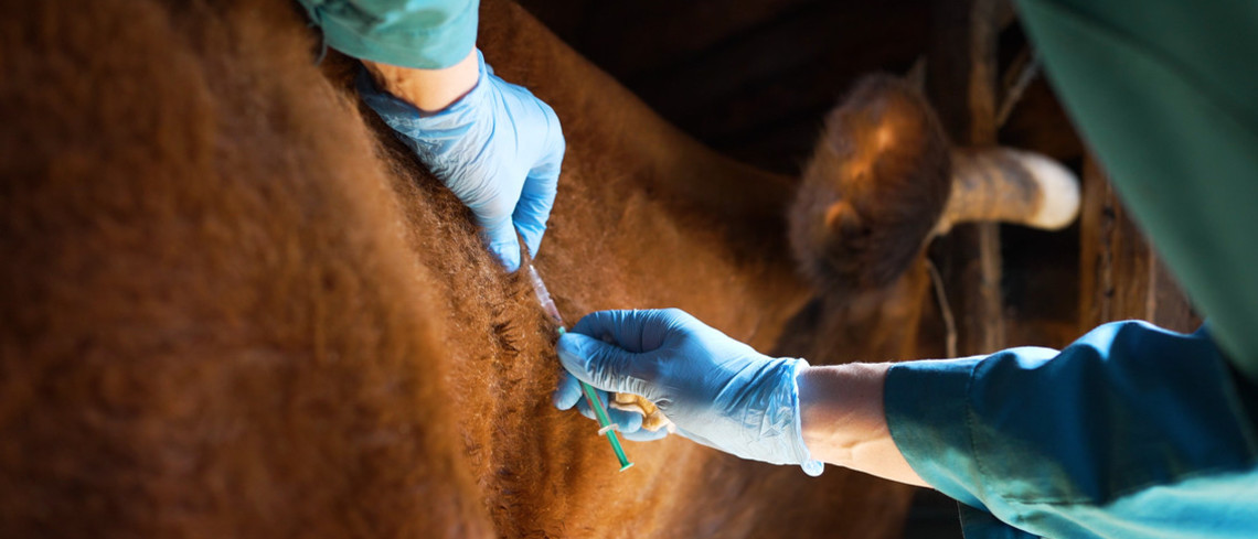 Les premières opérations de vaccination, prises en charge intégralement par l’État auront lieu au début de la semaine du 21 juillet. Les premières opérations de vaccination, prises en charge intégralement par l’État auront lieu au début de la semaine du 21 juillet.