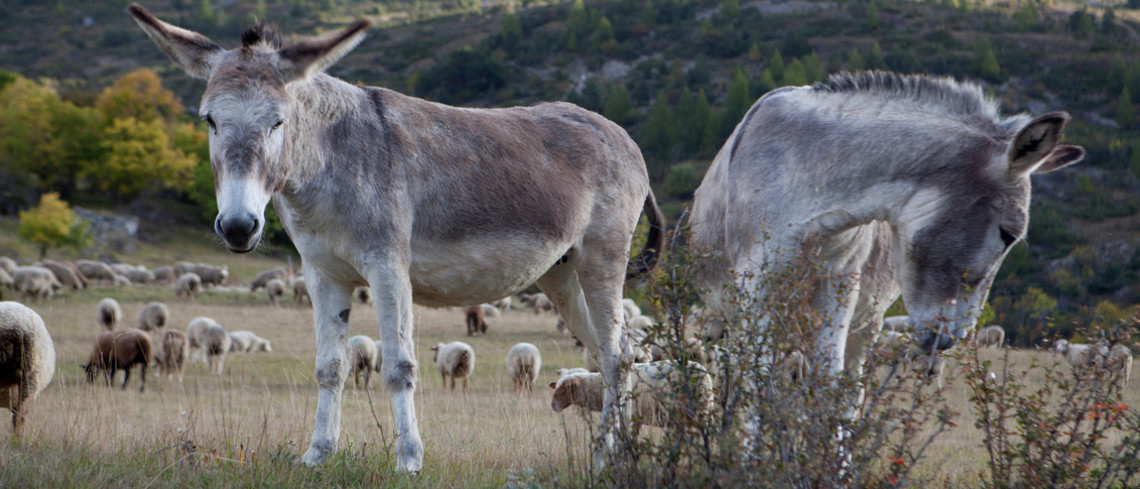 Des éleveurs utilisent l'âne pour la protection du troupeau. Des éleveurs utilisent l'âne pour la protection du troupeau.