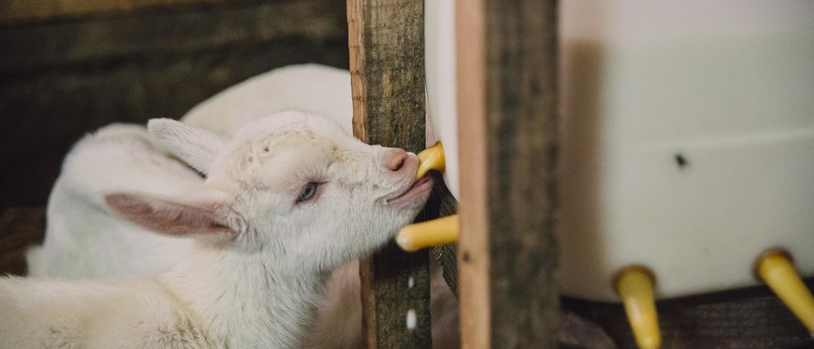 Repenser le modèle économique du chevreau Les acteurs appelés à corriger le tir