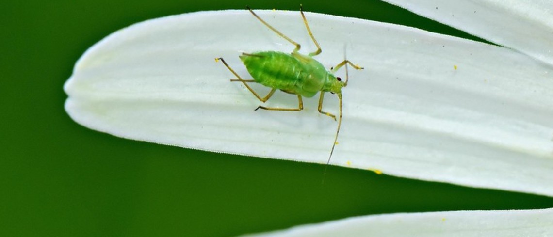 Un puceron sur un pétale puceron