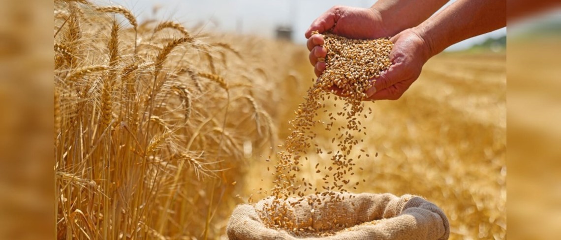 Le marché de blé tendre 2024-2025 en France. Le marché de blé tendre 2024-2025 en France.
