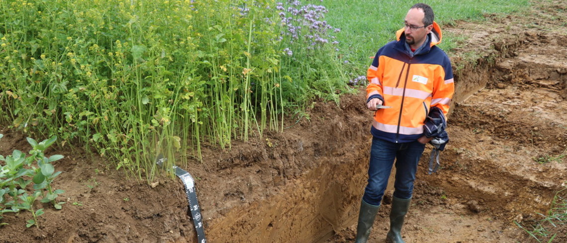 Les couverts végétaux : un des premiers leviers de stockage du carbone En améliorant le taux de matière organique des sols, l’implantation d’un couvert en interculture permet de stocker entre 130 et 370 kg de carbone/ha/an