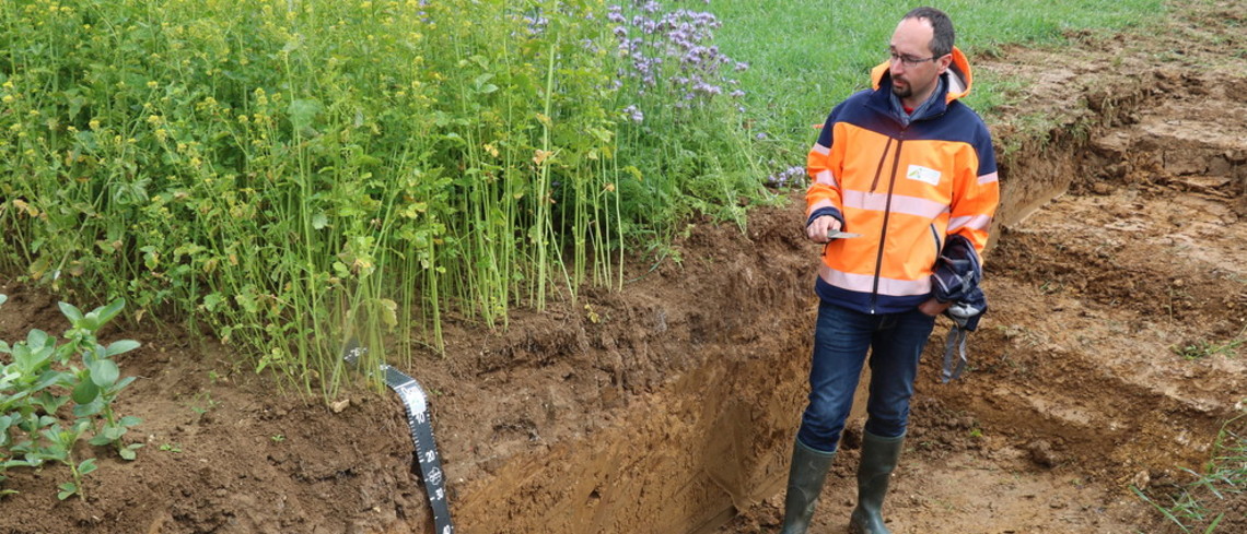 Les plantes de couverture enrichissent le sol en carbone – Le climat  aujourd'hui et demain