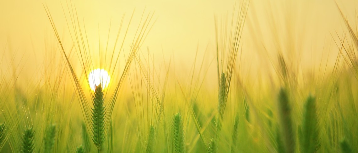 La relance de l’agriculture, pourvu que ça dure 