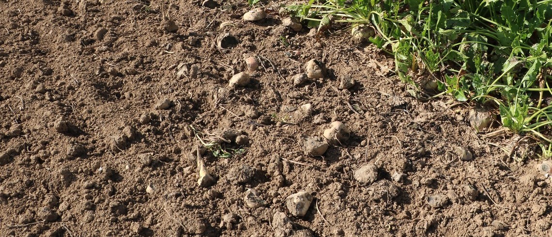 Après destruction des betteraves, des morceaux sont restés Betteraves détruites après avoir reçu un herbicide interdit