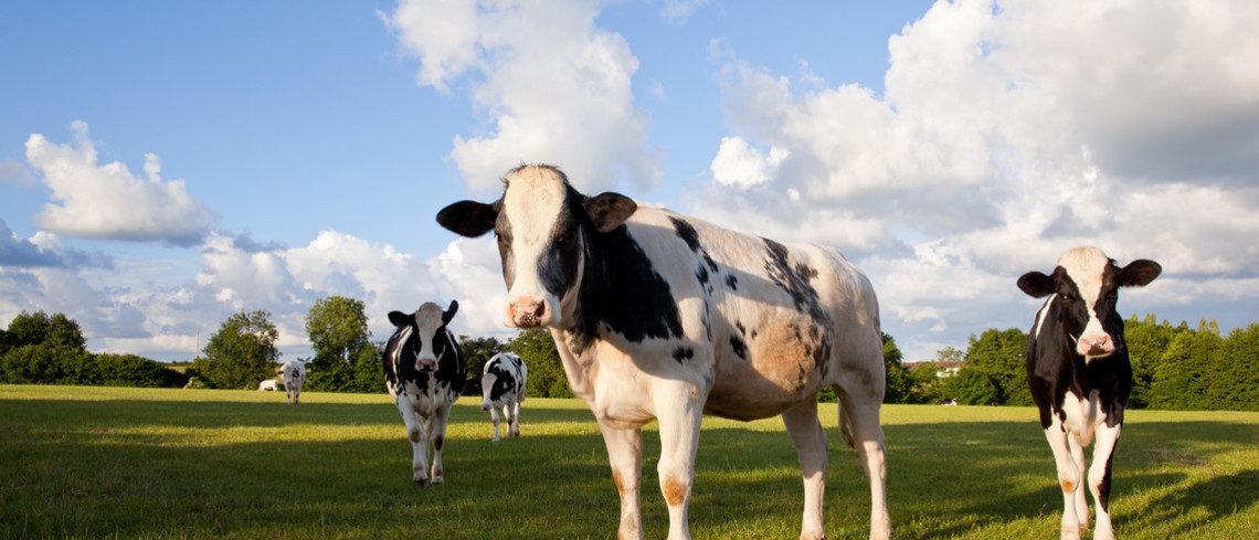 Lancement de l’application Boviwell pour évaluer le bien-être animal Lancement de l’application Boviwell pour évaluer le bien-être animal
