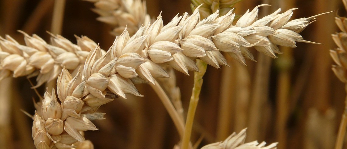Image Pixabay Blé