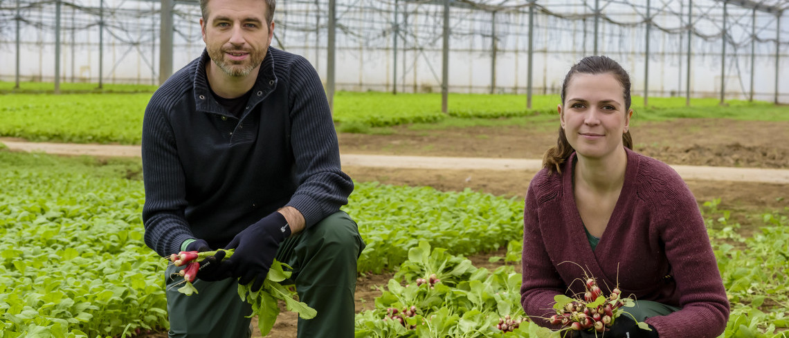 Le Tesa permet aux employeurs agricoles de simplifier les démarches et déclarations liées à l’emploi de leurs salariés. Une femme et un homme cueillent des radis.