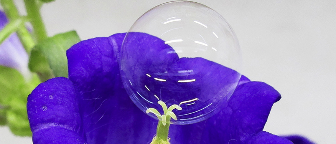 Une bulle contenant du pollen se dépose sur un pistil Bulle sur campanule.