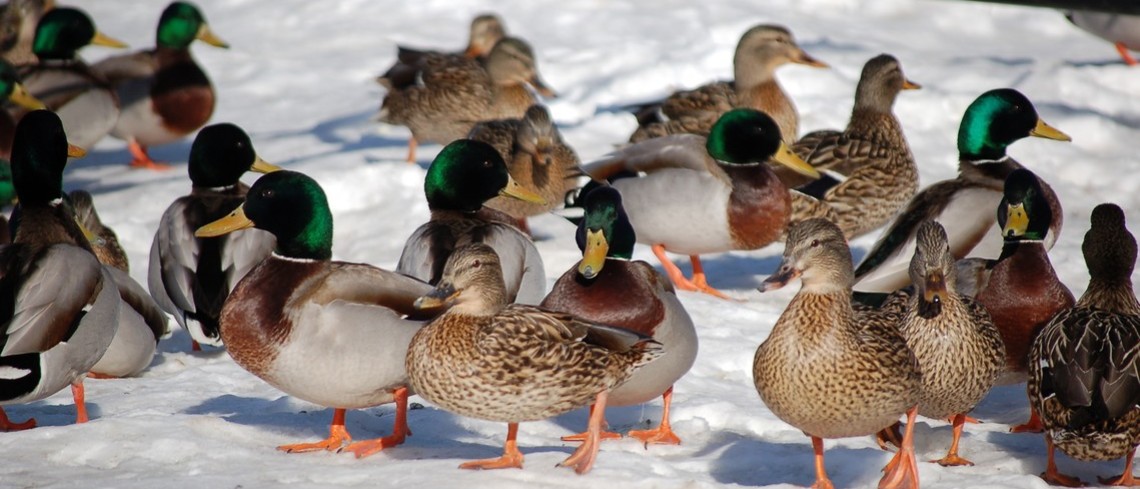 Crédit photo : Mathieu Tye via Pixabay Canards en hiver
