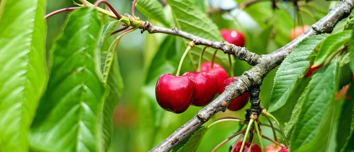 Gel : des récoltes fruitières historiquement basses Cerises