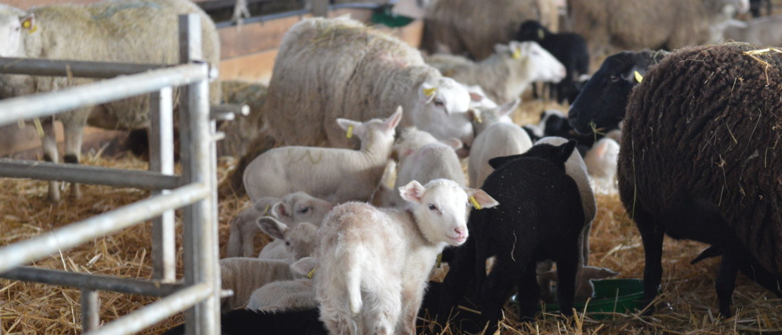 Un troupeau d'agneaux et de moutons en intérieur.