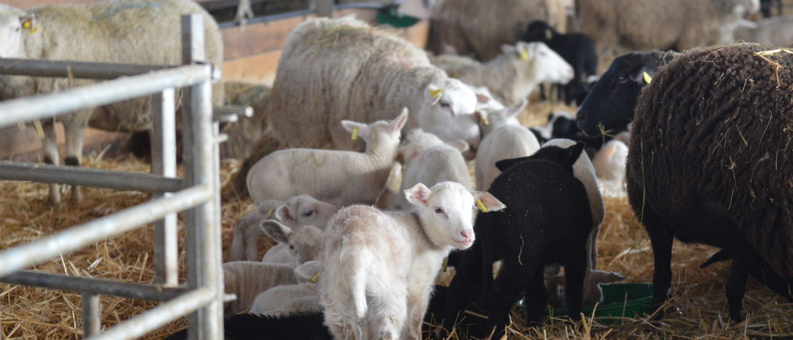 Objectif de la filière ovine : + 10 % d'agneaux dans les années à venir. Un troupeau d'agneaux et de moutons en intérieur.