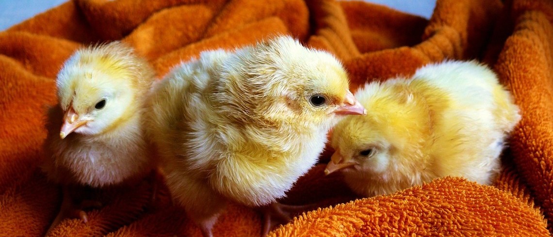 Fin programmée du broyage des poussins mâles pour 2022 La fin programmée du broyage des poussins mâles pour 2022